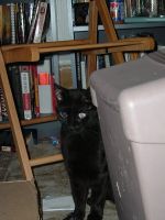 	Sneaky, tricksy kitty	